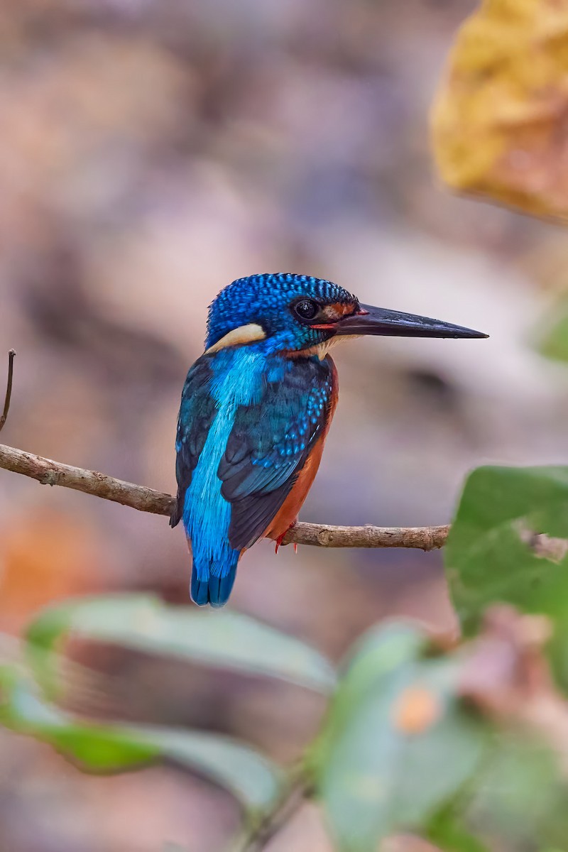 Blue-eared Kingfisher - ML596224671