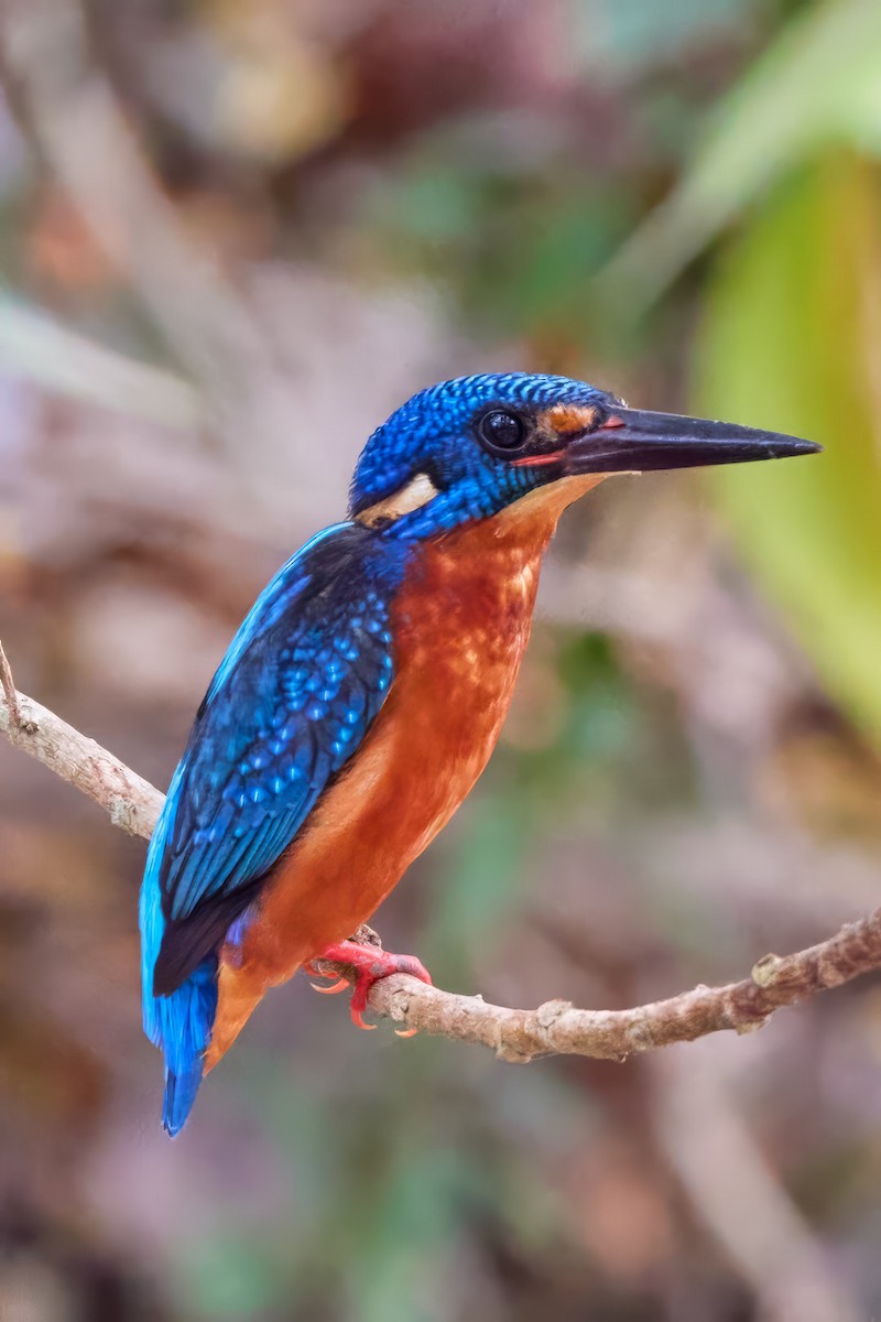 Blue-eared Kingfisher - ML596224681