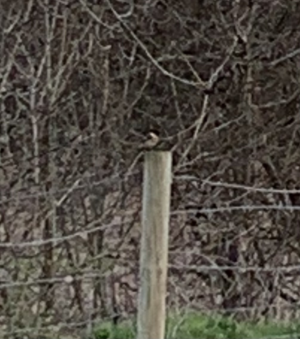 European Stonechat - ML596225021