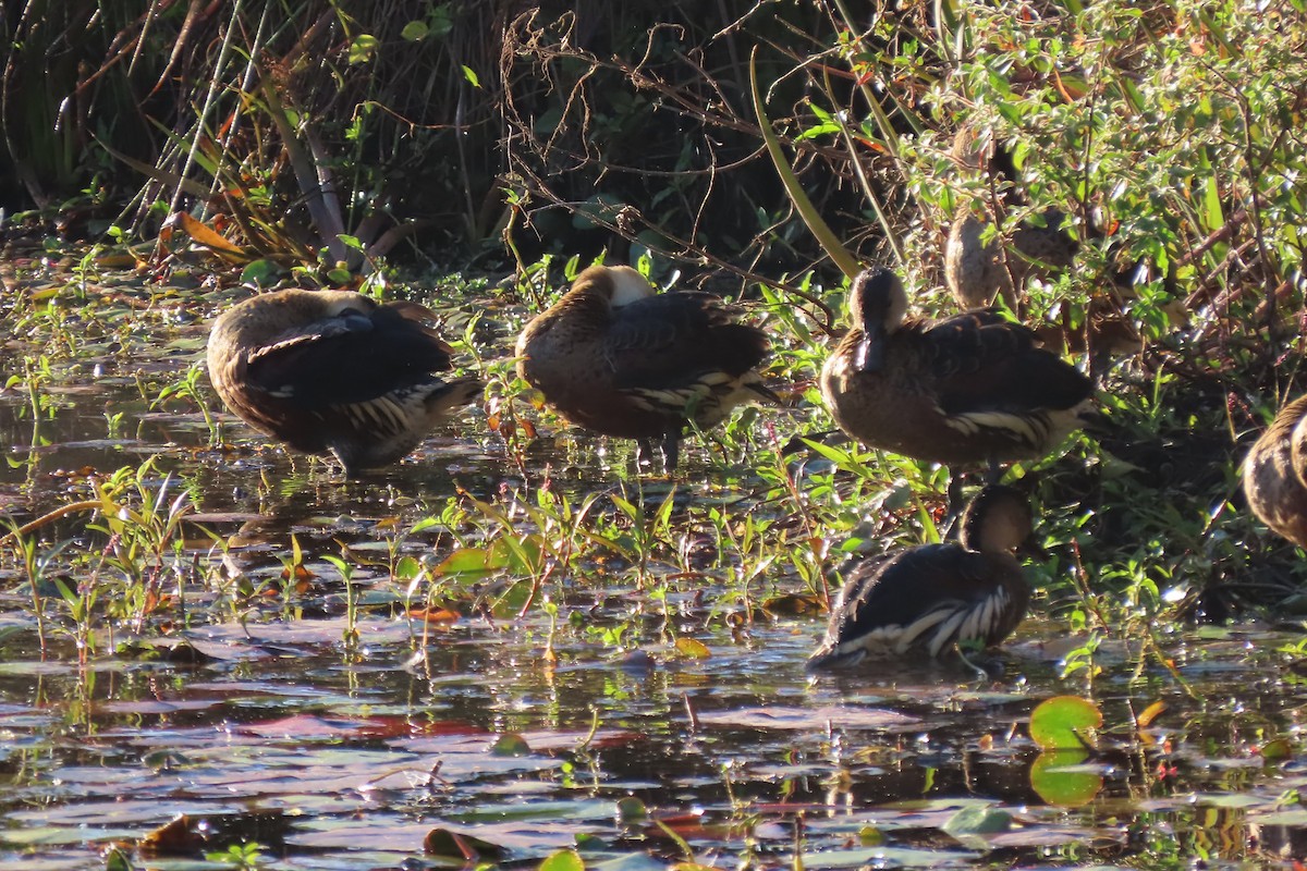 Wandering Whistling-Duck - ML596226041