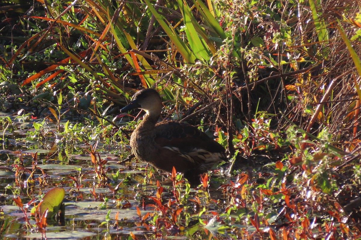 Dendrocygne à lunules - ML596226051