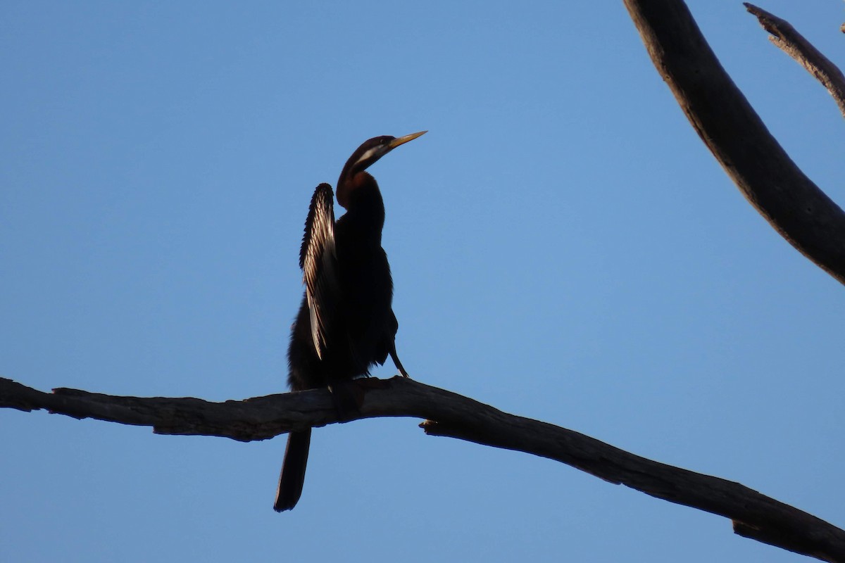 Austral-Schlangenhalsvogel - ML596226071