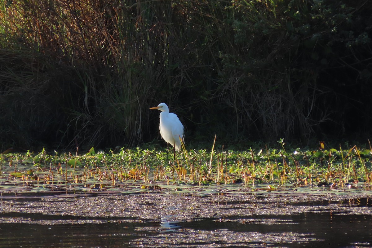 Plumed Egret - ML596226101