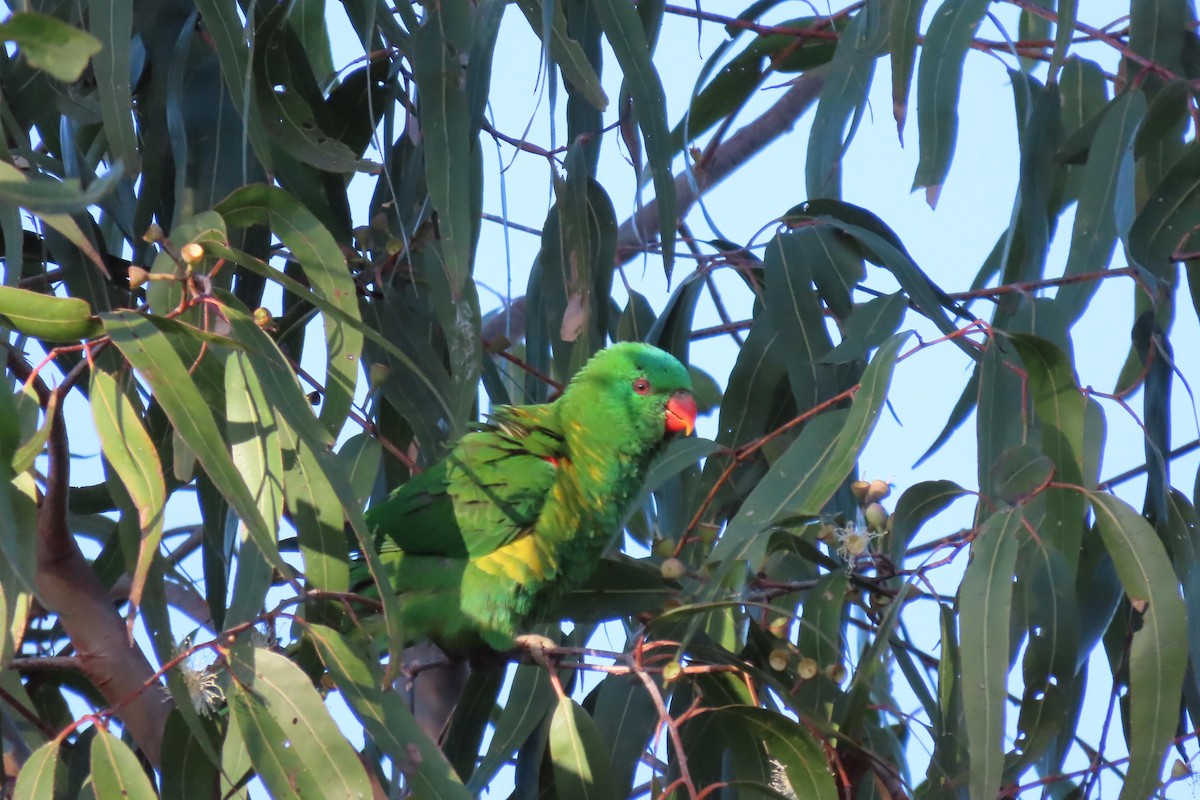 Scaly-breasted Lorikeet - ML596226111