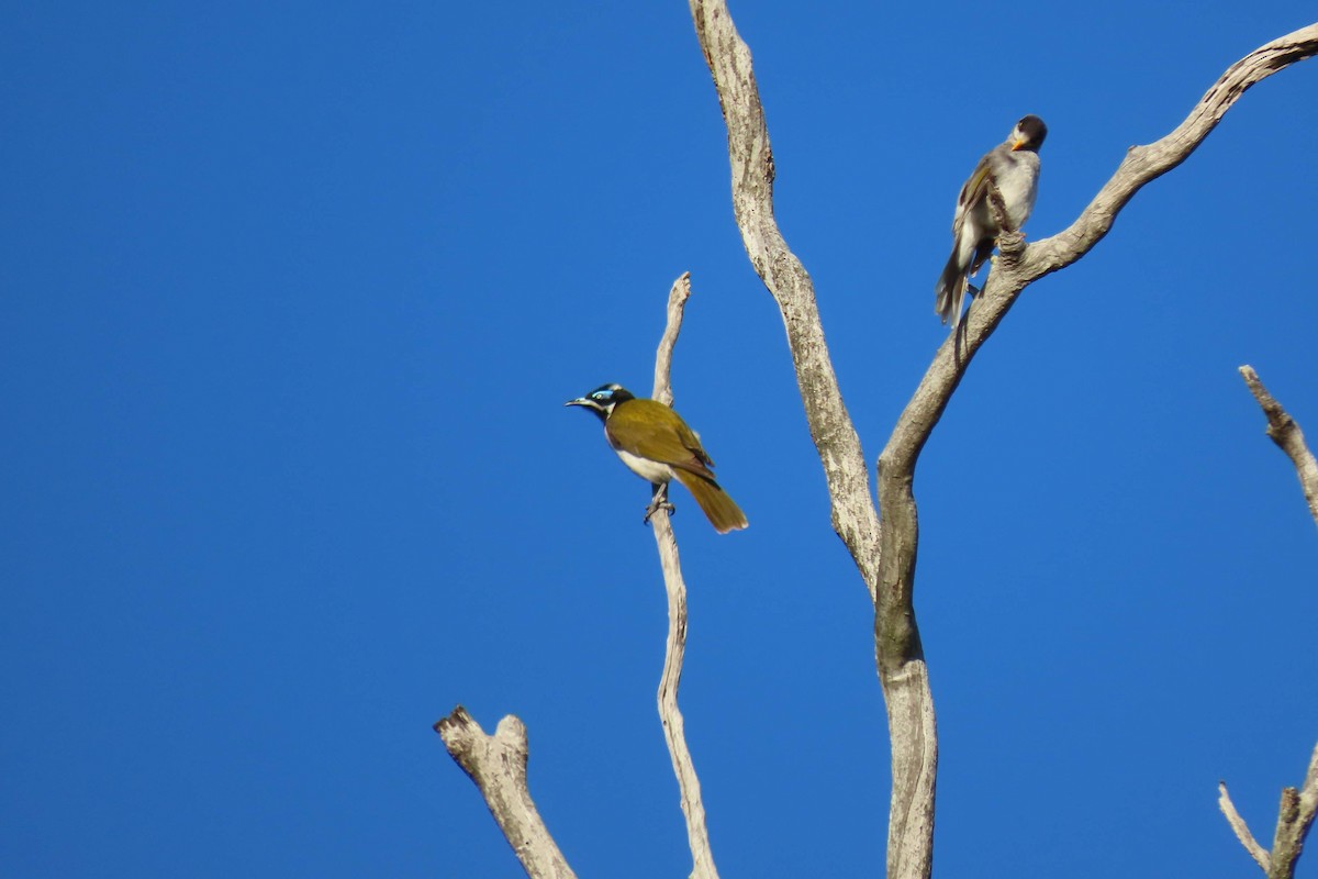 Blue-faced Honeyeater - ML596226141