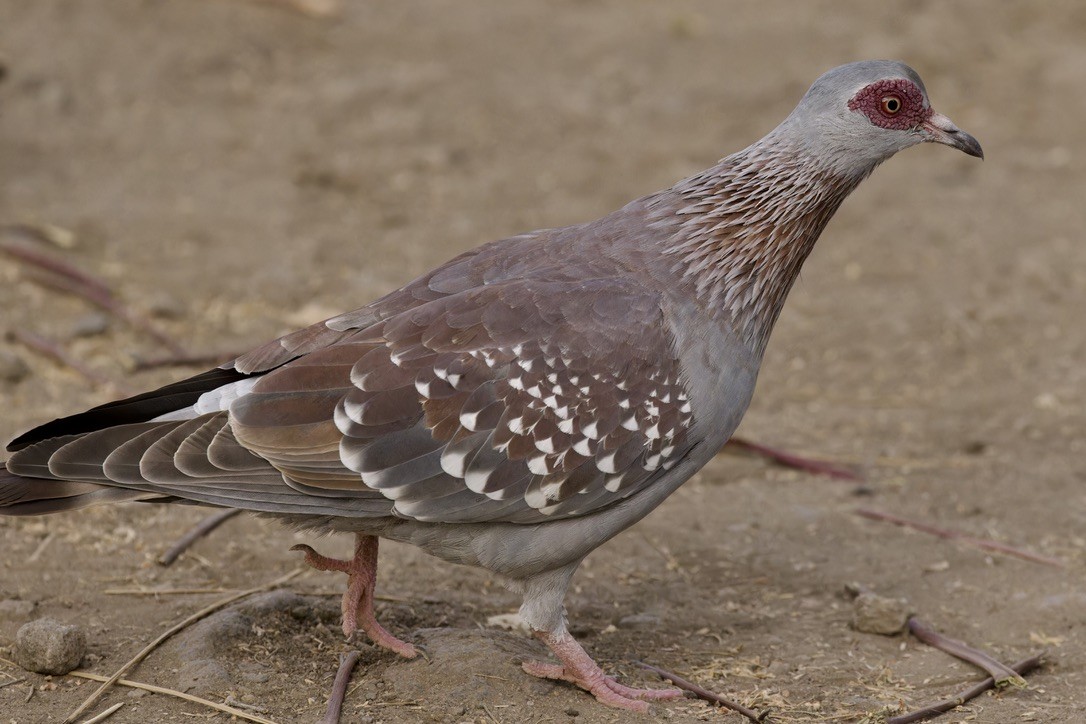 Speckled Pigeon - ML596226291