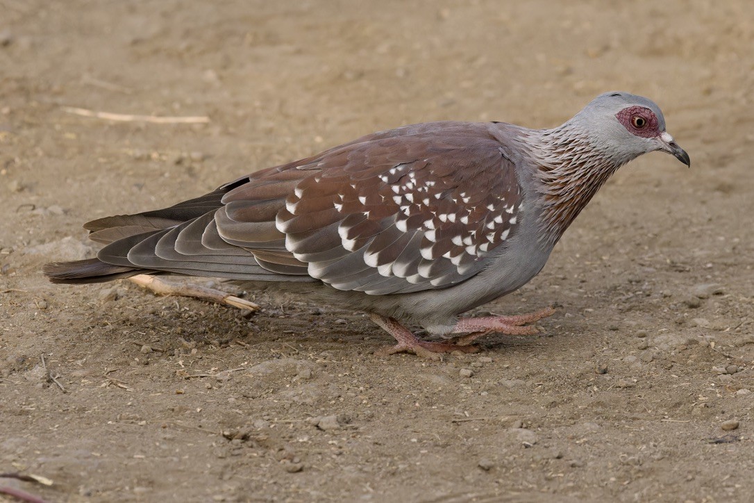 Speckled Pigeon - ML596226301