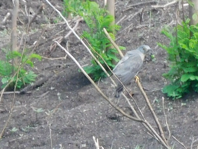 Large/Common Hawk-Cuckoo - ML596226761