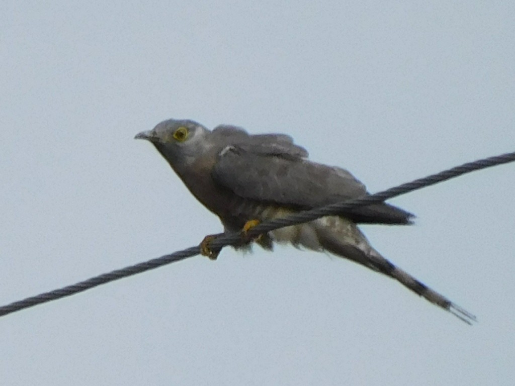 Large/Common Hawk-Cuckoo - ML596226781
