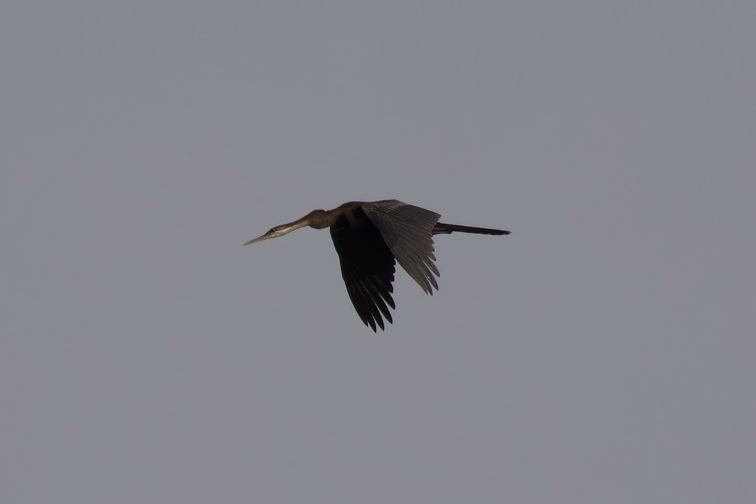 African Darter - Ted Burkett