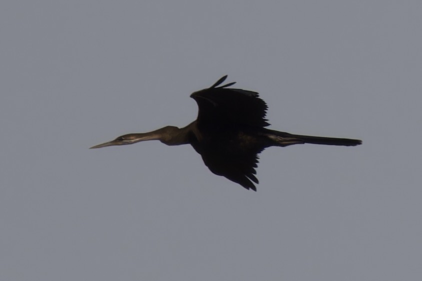 African Darter - Ted Burkett