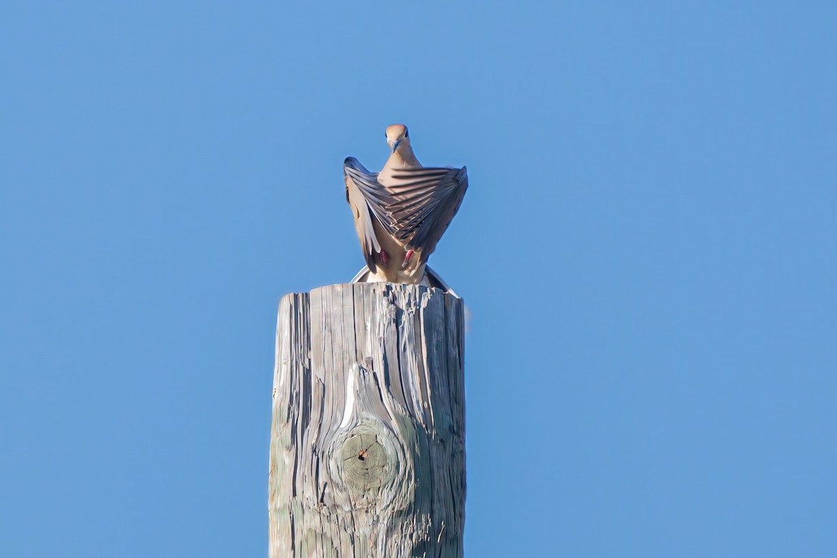 Mourning Dove - ML596228211