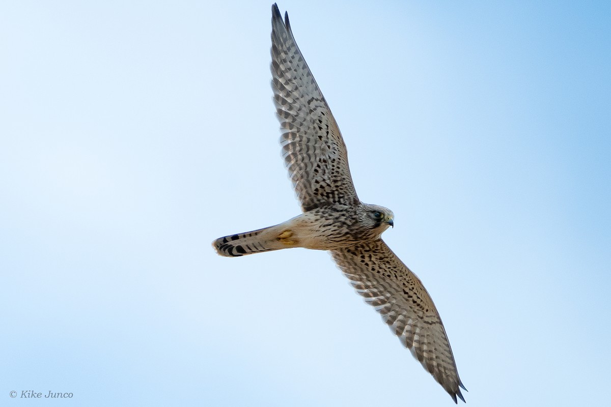 Eurasian Kestrel - ML596228541