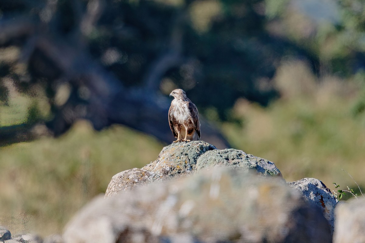 Common Buzzard (Corsican) - ML596228571