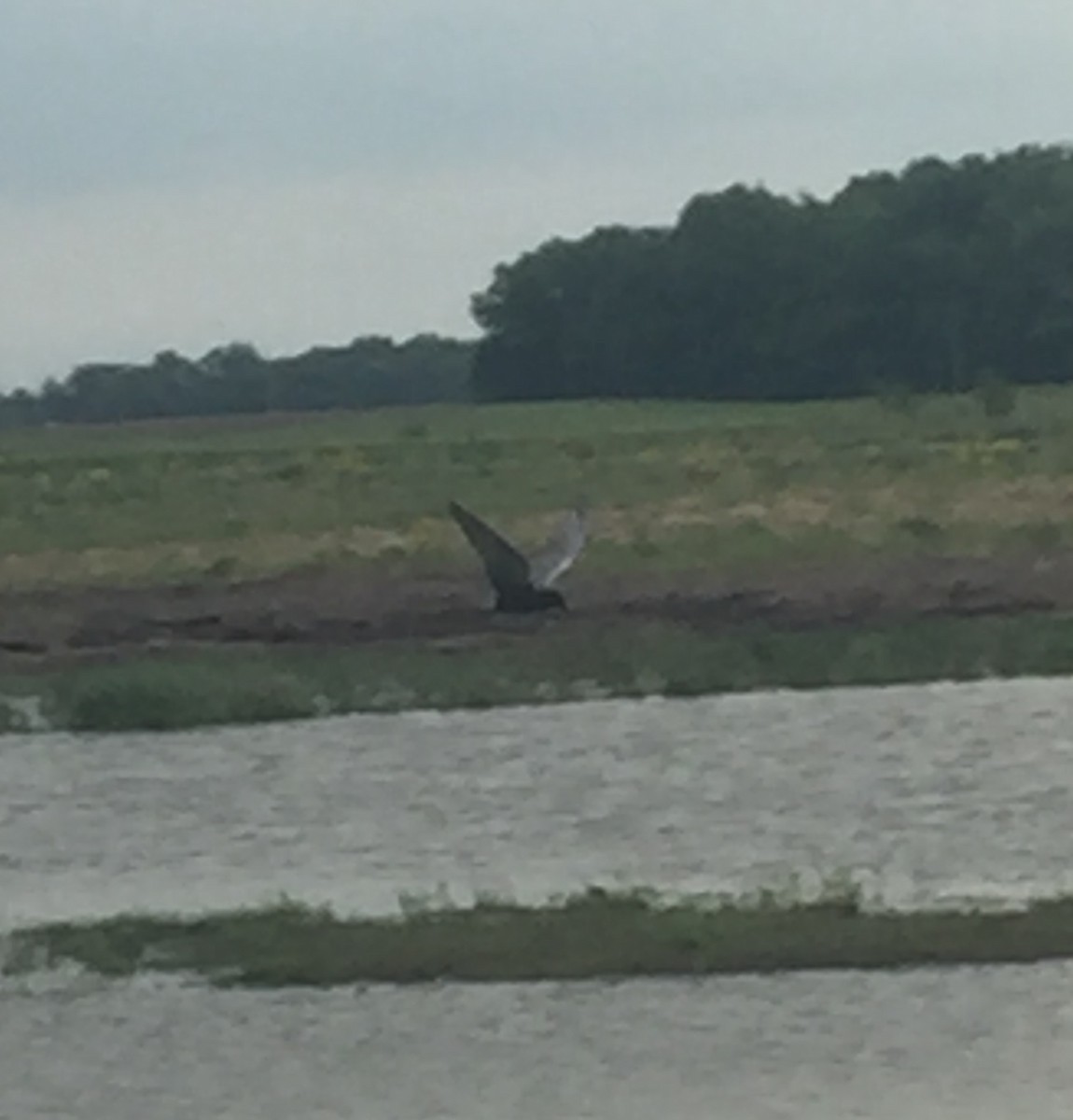 Black Tern - ML59622871