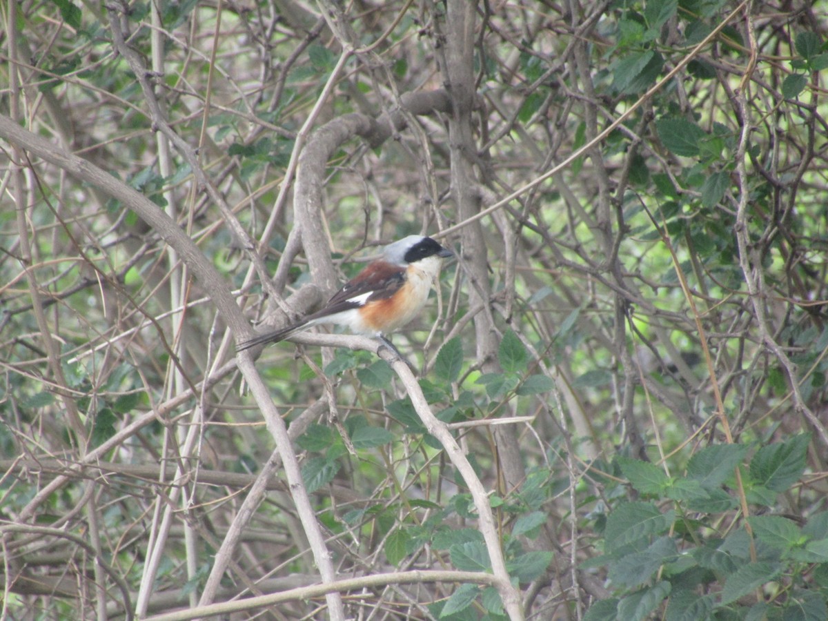 Bay-backed Shrike - ML596228721