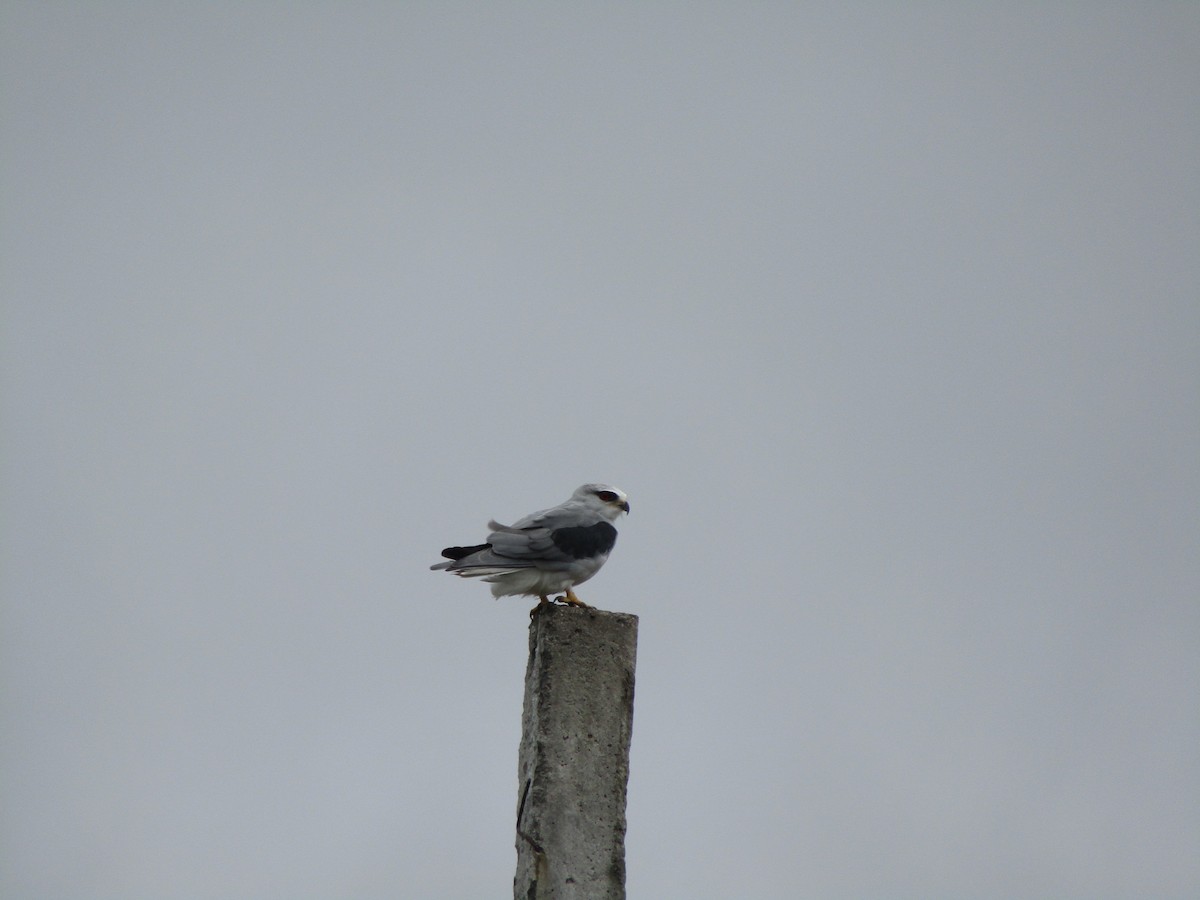 Black-winged Kite - ML596228811