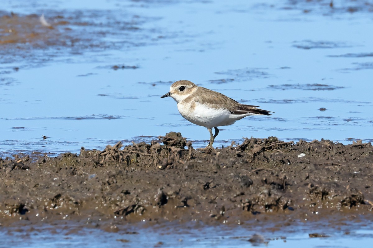 Double-banded Plover - ML596228901