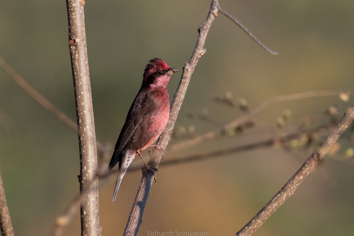 Dark-breasted Rosefinch - Sidharth Srinivasan