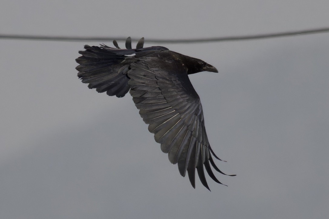 Somali Crow - ML596229591