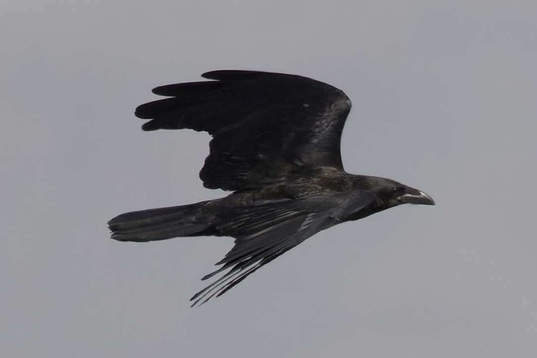 Somali Crow - ML596229601