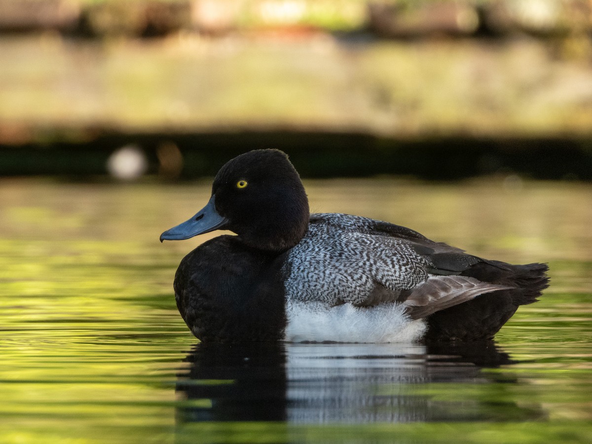 Lesser Scaup - Kellen Apuna