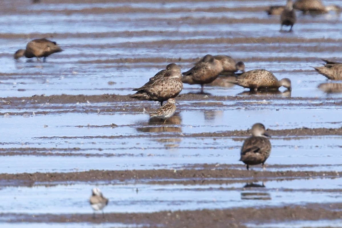 Sharp-tailed Sandpiper - ML596229881