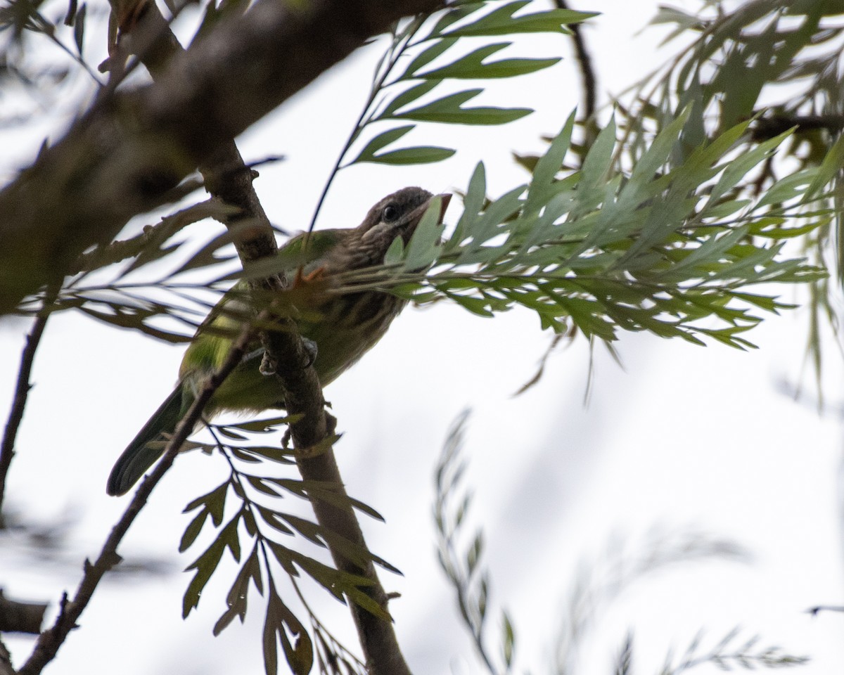 White-cheeked Barbet - ML596230201