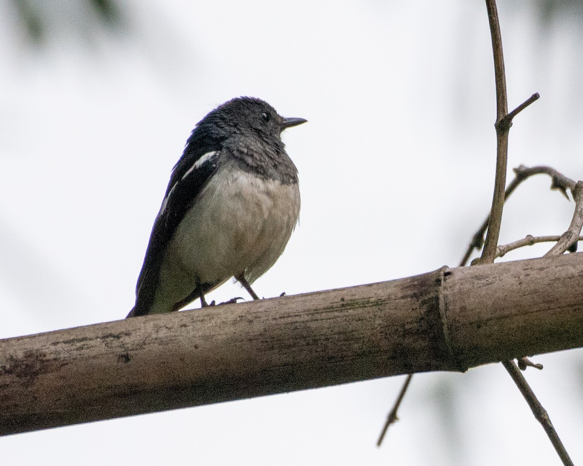 Oriental Magpie-Robin - ML596230311