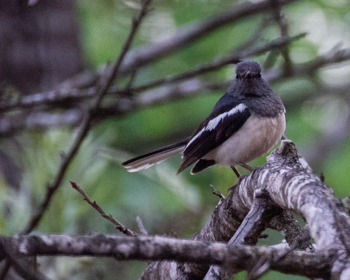 Oriental Magpie-Robin - ML596230331