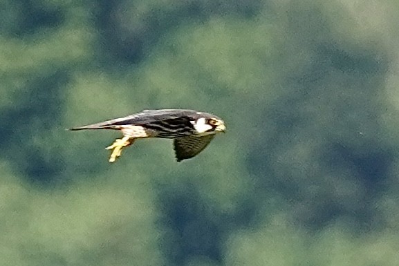 Eurasian Hobby - ML596230781