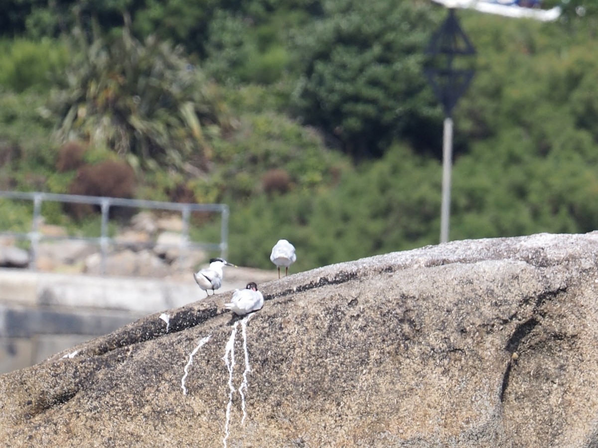 Sandwich Tern - ML596231711