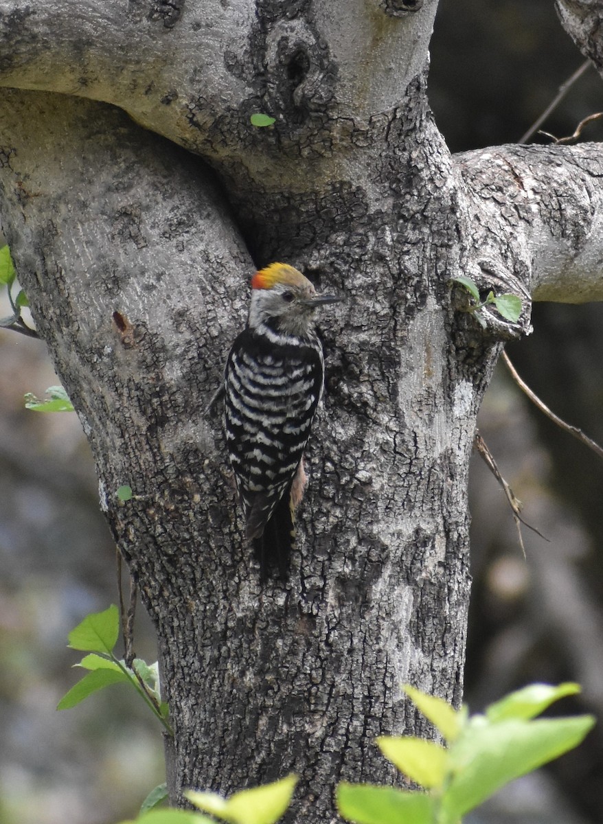 Brown-fronted Woodpecker - ML596231951