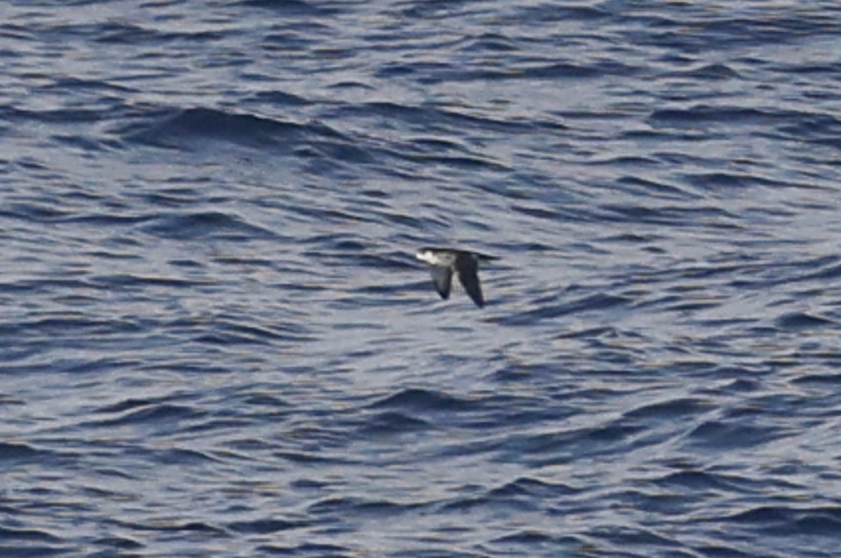 Barolo Shearwater - Jeff Higgott