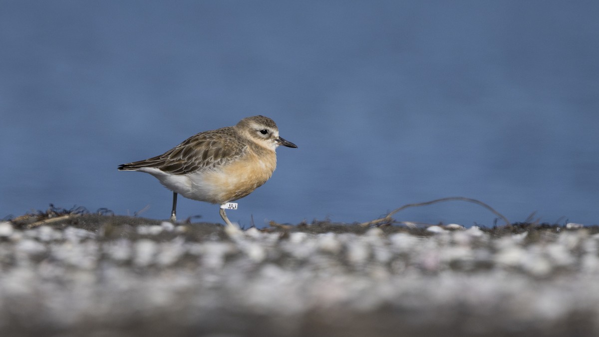 Red-breasted Dotterel - ML596232471