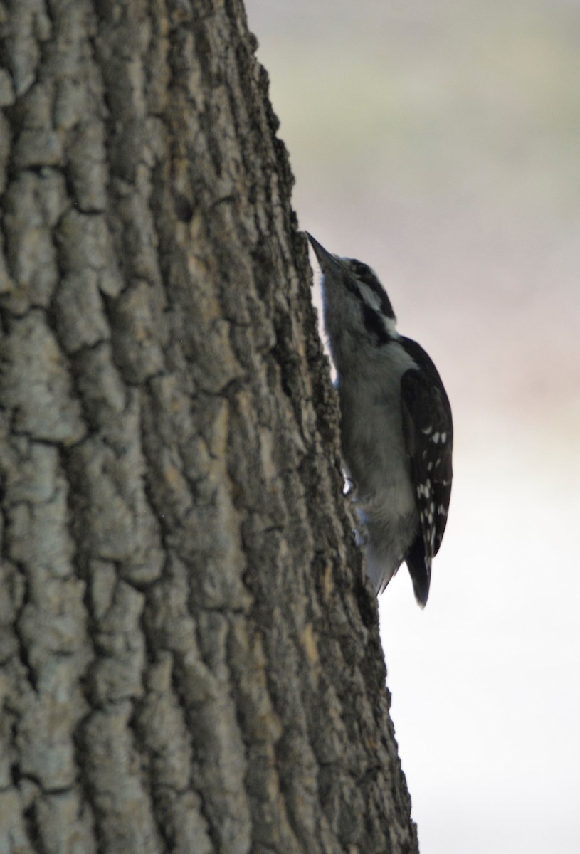 Downy Woodpecker - ML596232731