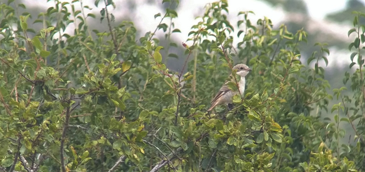 Woodchat Shrike - ML596233041