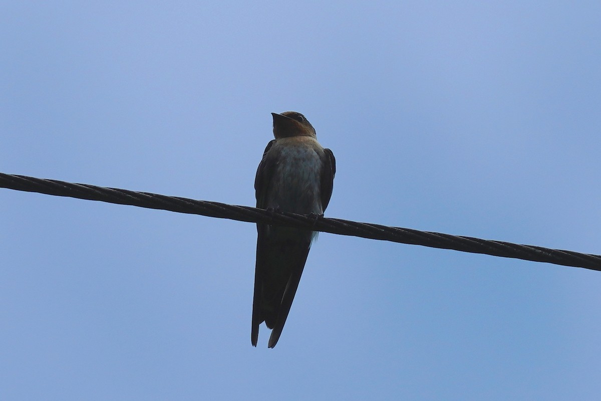 Pacific Swallow - ML596233301