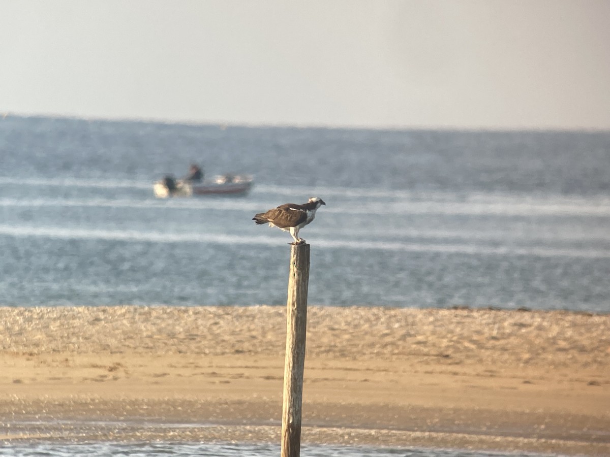 Balbuzard pêcheur - ML596233631