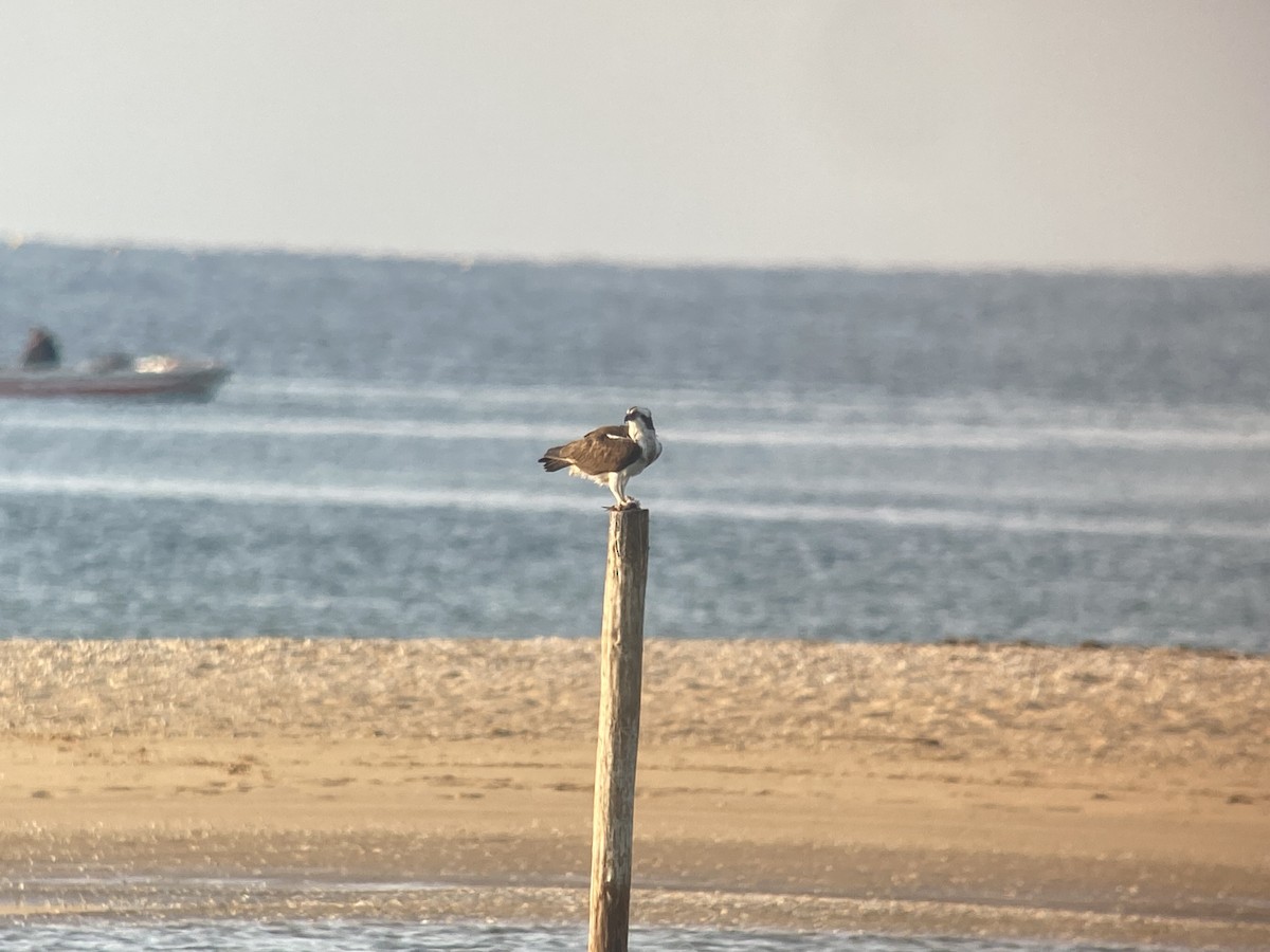 Balbuzard pêcheur - ML596233651