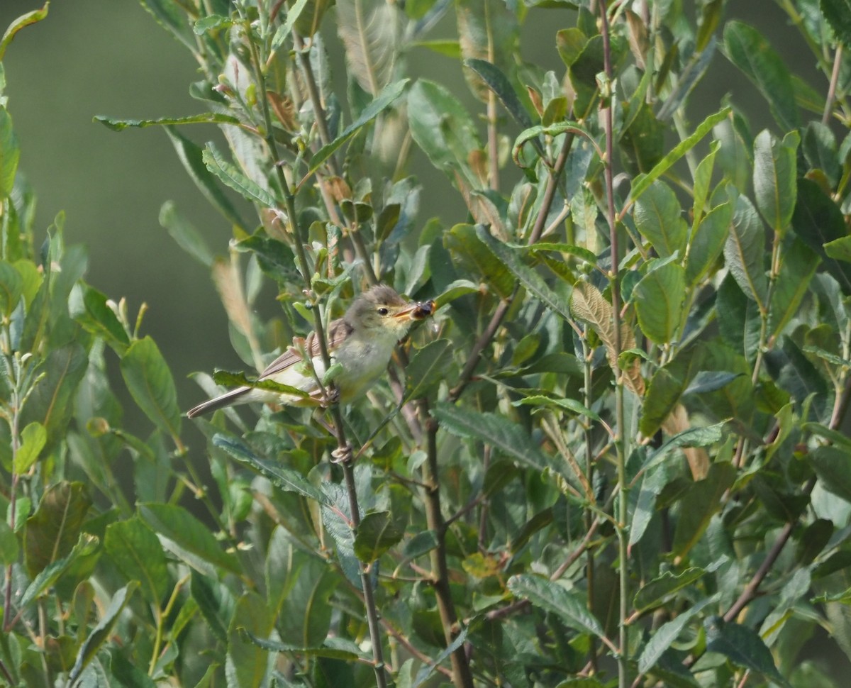 Melodious Warbler - ML596234161