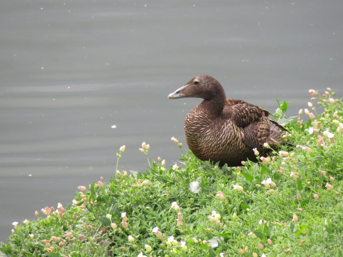 Common Eider - ML596235081