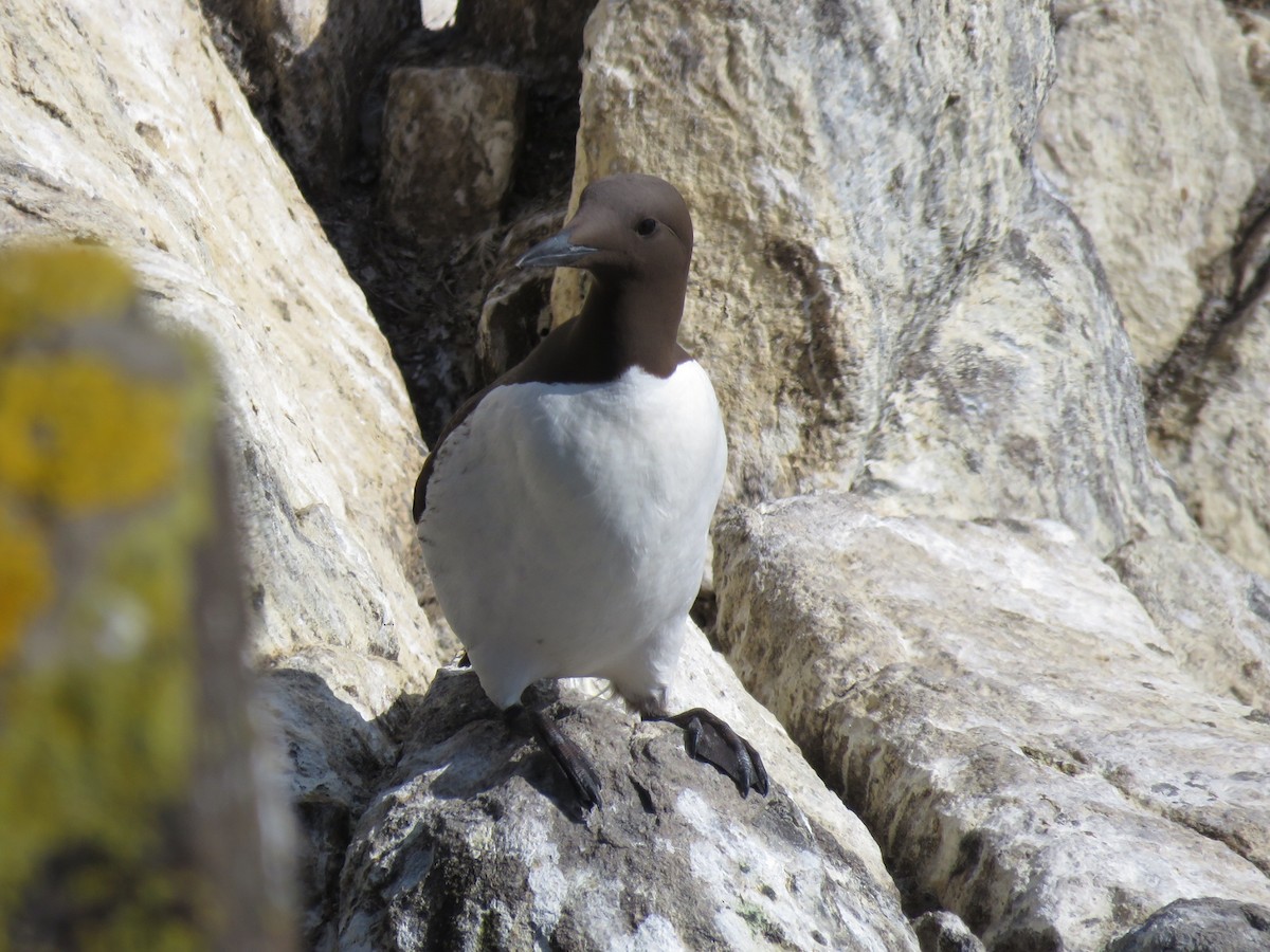 Common Murre - Jamie Schultz