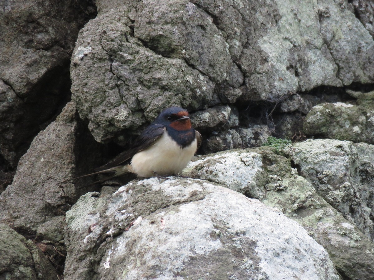 Barn Swallow - ML596235521