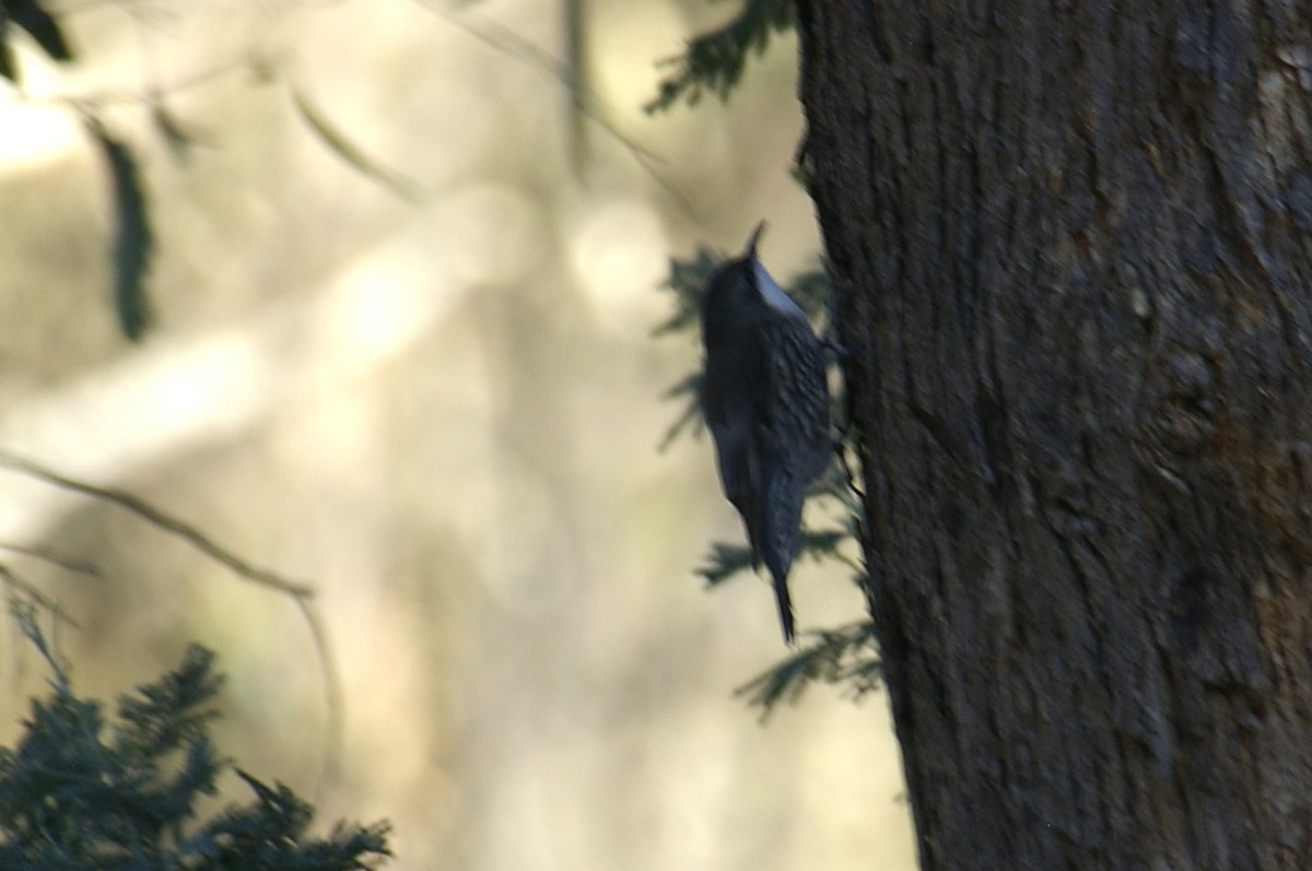 White-throated Treecreeper - ML596236101