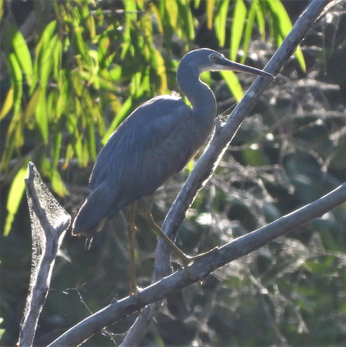 White-faced Heron - ML596237301