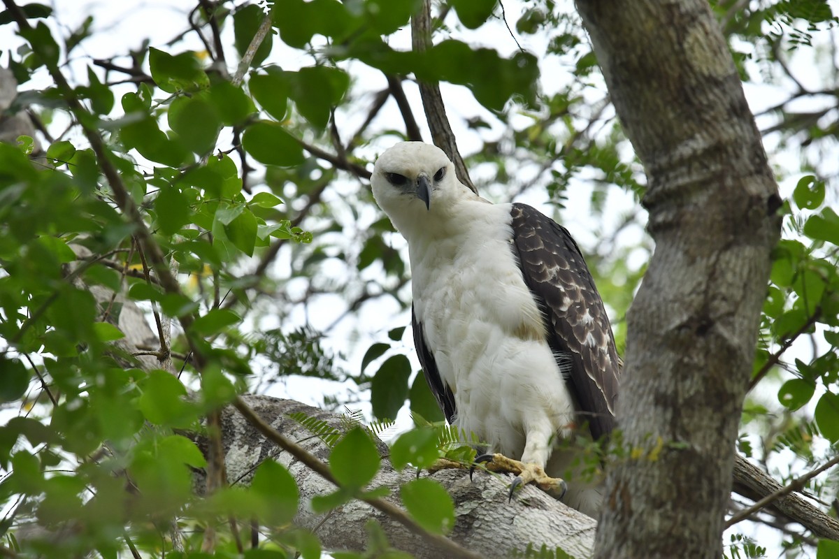 Flores Hawk-Eagle - Qin Huang