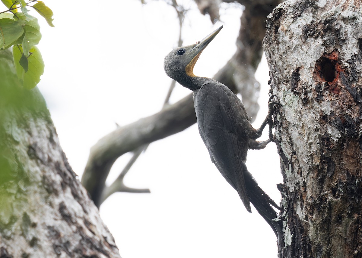 Great Slaty Woodpecker - Ayuwat Jearwattanakanok