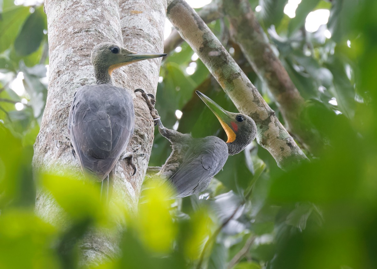 Great Slaty Woodpecker - Ayuwat Jearwattanakanok