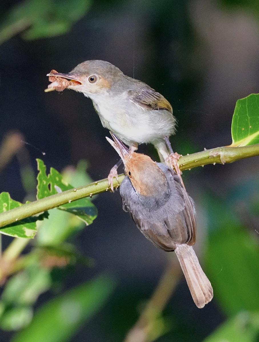 Ashy Tailorbird - ML596238191